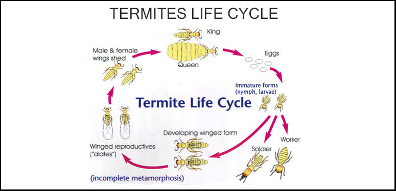 Termite Nests: Termite Life Cycle Stages